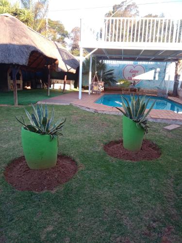 two plants in green pots in the grass near a pool at Love of Sixtus vanue hire and guest house in Johannesburg
