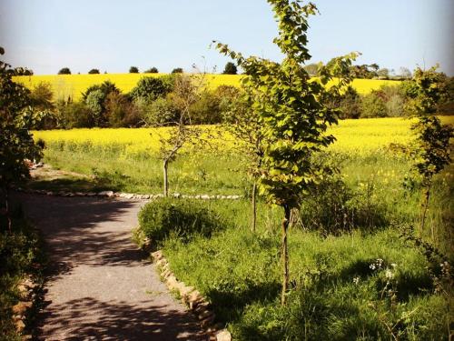 un sentiero in un campo con campo di colza di The Chilterns View a Wallingford