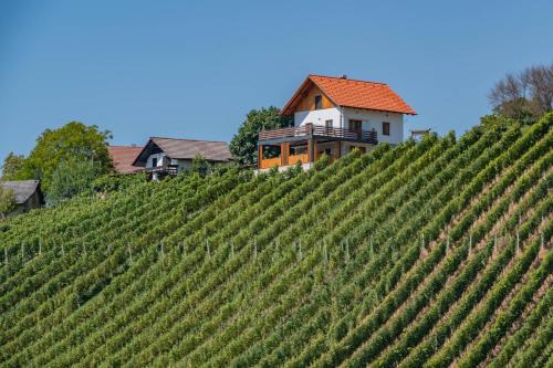 een huis op een heuvel naast een wijngaard bij Vinotoč pri Jožici in Škocjan