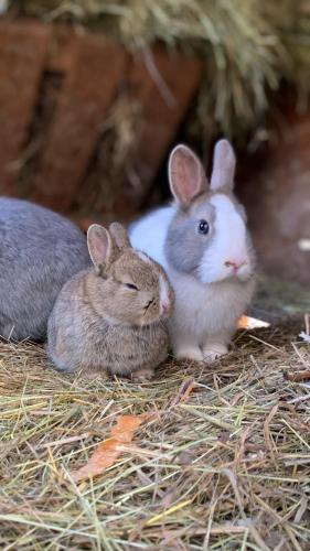 two rabbits sitting next to each other on hay at SAKÀ Vacation House in Druskininkai