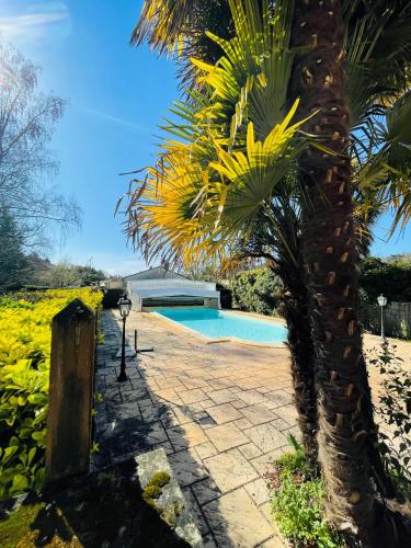 un palmier à côté d'une piscine dans l'établissement Maison Les Palmiers* Piscine* Sarlat, à Sarlat-la-Canéda