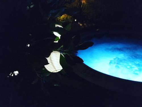 une plante dans un vase avec un liquide bleu dans l'établissement Appartement & Jacuzzi dans l’Esterel proche Mer, à Les Adrets-de-l'Estérel