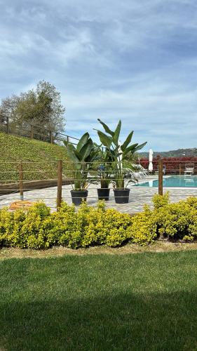 a group of plants in pots next to a pool at B&B CasalFarano in Cupra Marittima