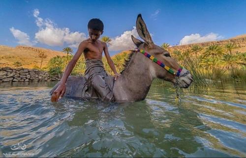 un joven montando un burro en el agua en إستراحة وادي بني خالد, en Dawwah