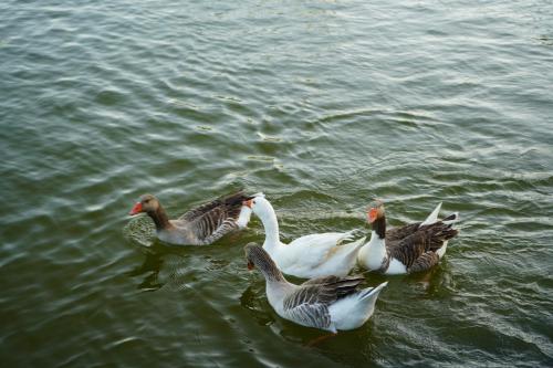 a group of ducks swimming in the water at jnan Lemonie in Asilah