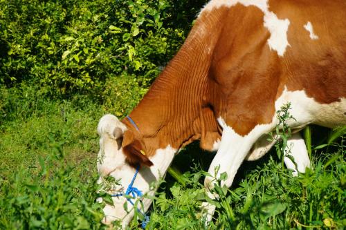 a brown and white cow eating grass in a field at jnan Lemonie in Asilah