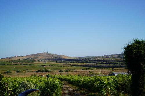 a view of a vineyard with a hill in the background at jnan Lemonie in Asilah