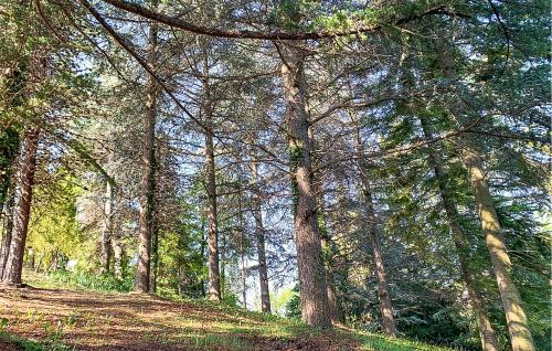 a forest filled with lots of trees and grass at Cozy Home In Marsaglia With Kitchen in Marsaglia