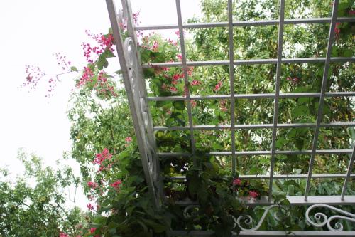 a window with a bunch of pink flowers at Indigen Boutique Hotel Cao Bang in Cao Bằng
