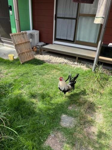 a chicken walking in the grass in front of a house at 高知県　みどりの家 in Gomen