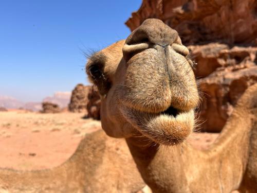 a close up of a camel with its nose at Salameh's Bedouin Camp in Wadi Rum