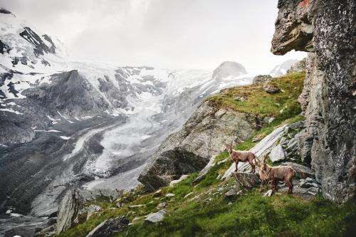 two horses standing on a mountain looking at a river at APPARTEMENT Brix in Pichl