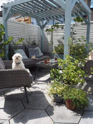 um cão branco sentado numa cadeira num pátio em Rent House em Monaragala