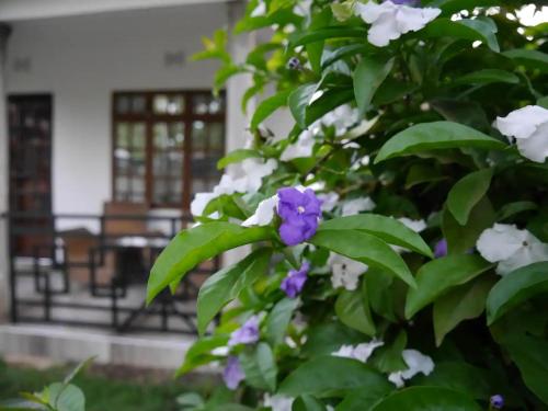 a bush with white and purple flowers in front of a building at Green Living Apartment in Nkoanrua