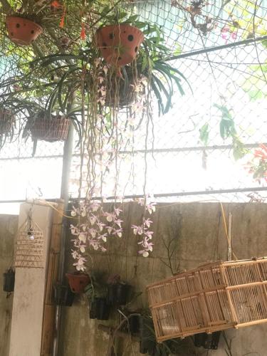 un mucchio di piante appese a un soffitto di Homestay Minh Ngọc a Ban Hin Lom