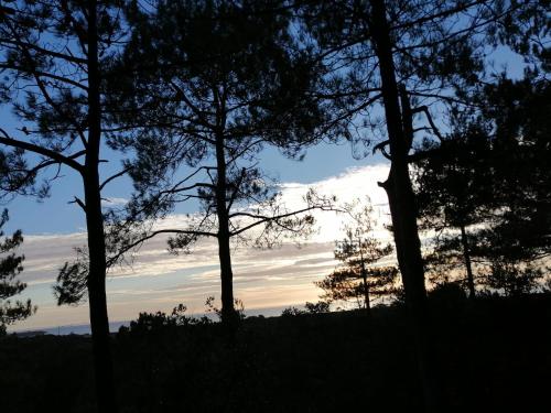 a group of trees with the sunset in the background at Domaine de la lumière in Saint-Jean-de-Monts