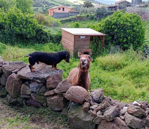 a dog and a llama standing on a rock wall at Casa Vacanze Janas in Ruinas