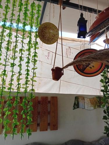 a group of potted plants hanging from a ceiling at Vanila Taghazout in Taghazout