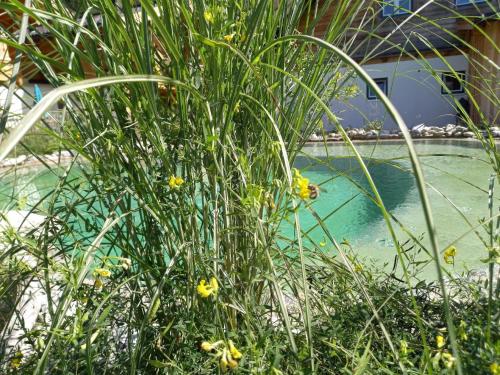 a bush with yellow flowers in front of a swimming pool at Birnbaum Chalet Kreuzkogel mit Naturbadesee und eingezäunten Garten in Grossarl