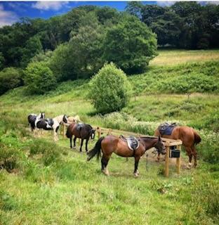 un grupo de caballos parados en un campo en Tarr Farm Inn, en  Liscombe