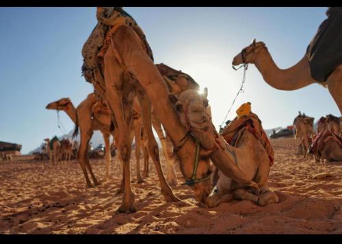 a group of camels standing in the sand at Wadi rum moon camp in Disah