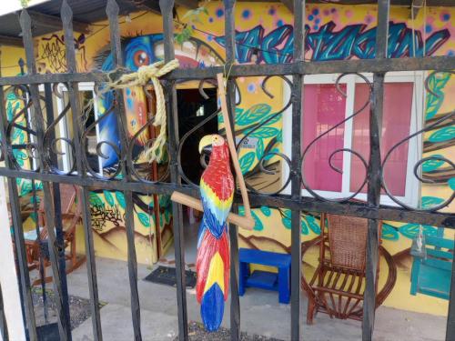 un perroquet coloré debout sur une grille de fer dans l'établissement Taca Tucan, à Cruce del Farallón