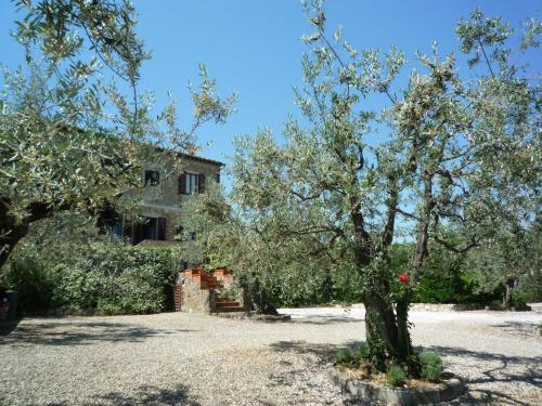 an olive tree in front of a house at Mezzomonte Room in Montauto