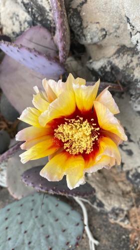 a close up of a yellow and orange flower at Finca La Calerita D in Uga