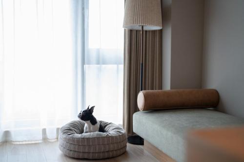 a black and white cat sitting in a dog bed next to a window at HOTEL FARO manazuru - Vacation STAY 56476v in Manazuru