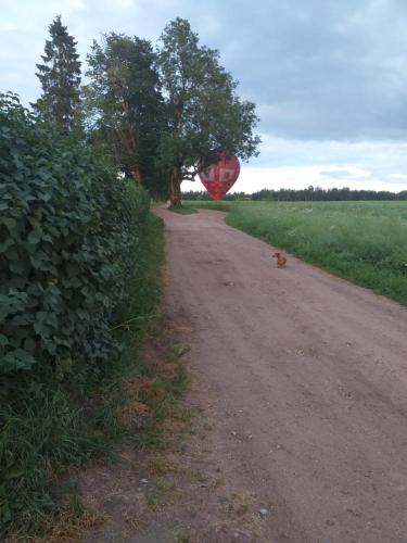 un chien qui marche sur un chemin de terre avec un panneau stop dans l'établissement Grotini, à Ķipari
