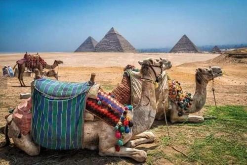 a group of camels laying on the ground near pyramids at Basha Pyramids inn in Cairo