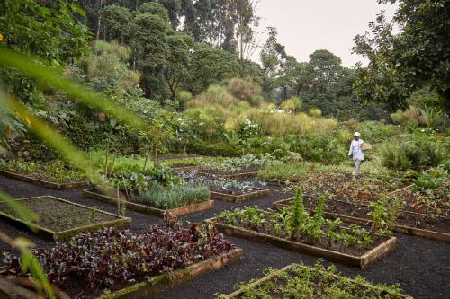 a woman standing in a garden with plants at One&Only Gorilla's Nest in Kinigi