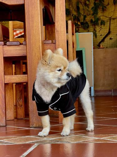 a small brown dog wearing a black shirt at VoyAca Hotel - Alfareria in Villa de Leyva