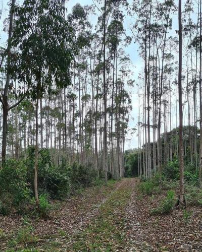 a dirt road in the middle of a bamboo forest at CABANA-DAGA in São Francisco do Sul