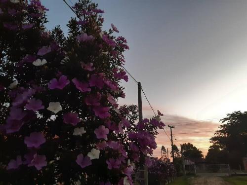 a bush with purple and white flowers on a street at CABANA-DAGA in São Francisco do Sul