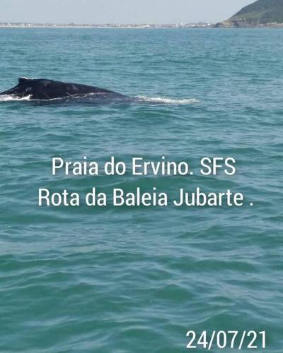 a whale swimming in the water in the ocean at CABANA-DAGA in São Francisco do Sul
