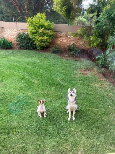 two dogs sitting on the grass in a yard at Secure Townhouse Bedroom Immediately Available in Roodepoort