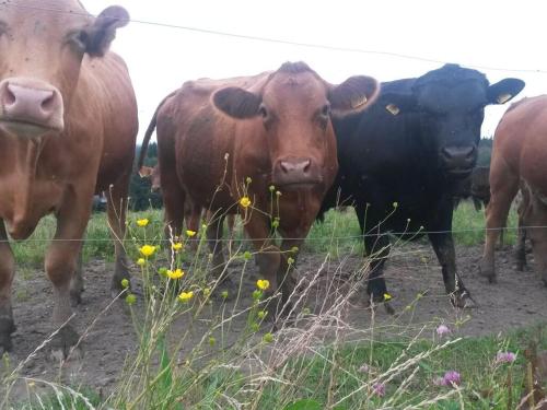 un grupo de vacas de pie junto a una valla en Richter Modern retreat, en Wackersberg