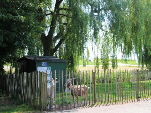 two animals are standing next to a fence at Holiday Home in Zevenhuizen with Sauna in Zevenhuizen