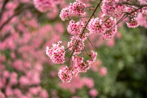 a bunch of pink flowers on a tree branch at InterContinental Kunming by IHG in Kunming