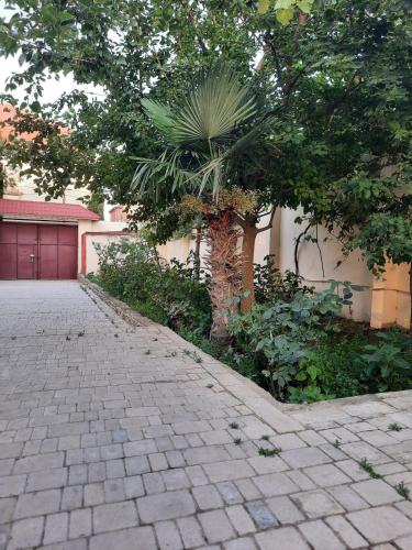 a palm tree next to a building with a driveway at Badamdar in Baku