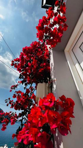 a bunch of red flowers on the side of a building at Elenis Studios&Apartments in Masouri