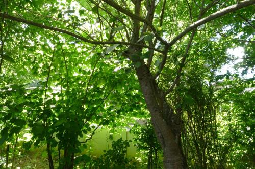 a tree with green leaves in a forest at Landleben - Ferienhaus 1 in Fritzlar