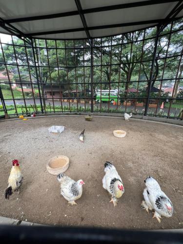 ヴィラの敷地内または近くにいる動物
