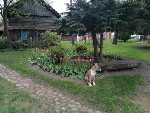 Zahrada ubytování Domek na wsi Wiejsko Czarodziejsko - Agroturystyka Podlasie