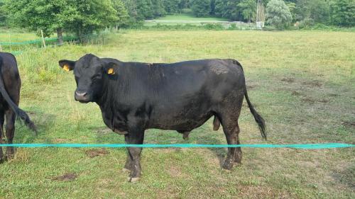 a black cow standing next to a water hose at Agriturismo Pastorelli in Osmate Lentate