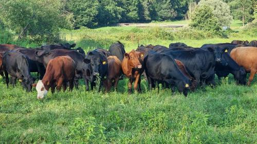 a herd of cows standing in a field at Agriturismo Pastorelli in Osmate Lentate