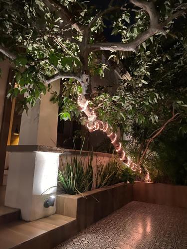 Κήπος έξω από το The Black Tree Hotel Colonial