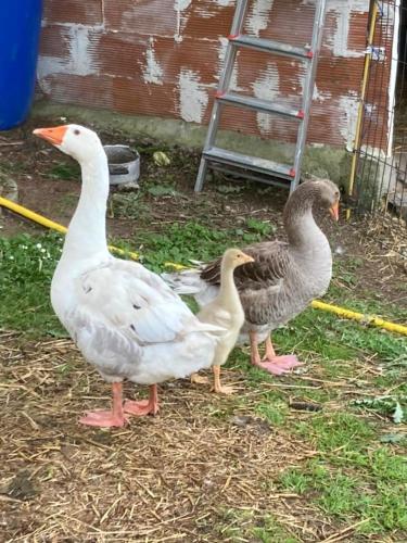 Animales en el bed & breakfast o alrededores