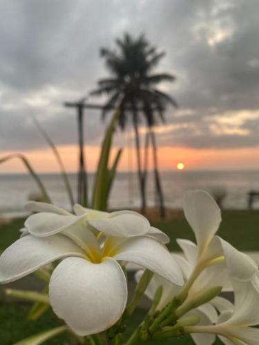 a white flower with a palm tree in the background at New Ocean Hill Hotel in Hikkaduwa